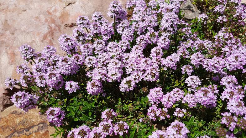 Sand-Thymian (Thymus Serpyllum)